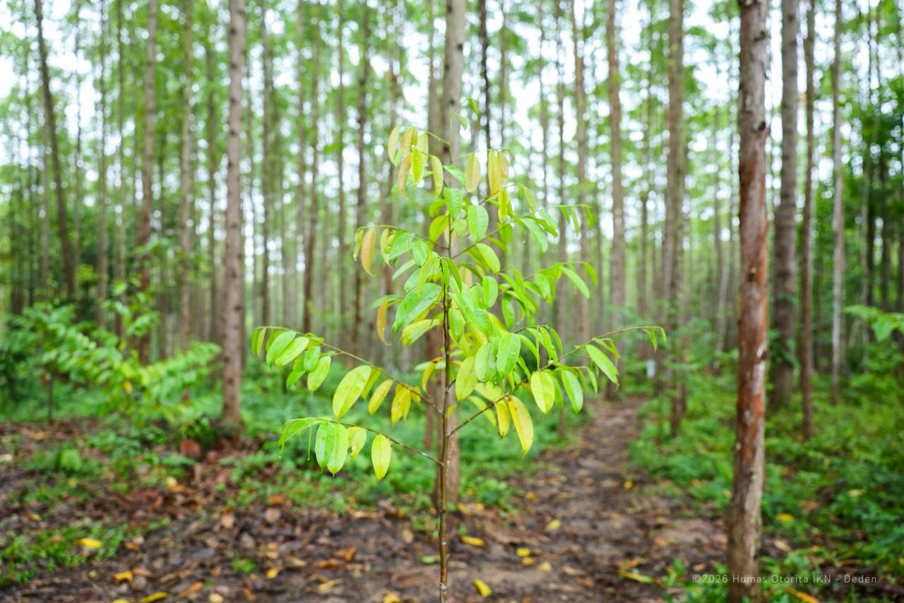 Jejak Hijau