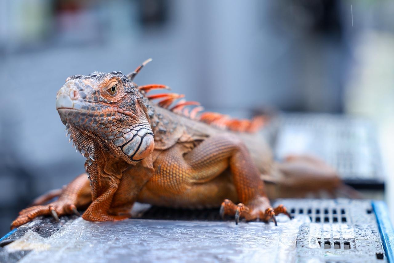 Satwa Reptil